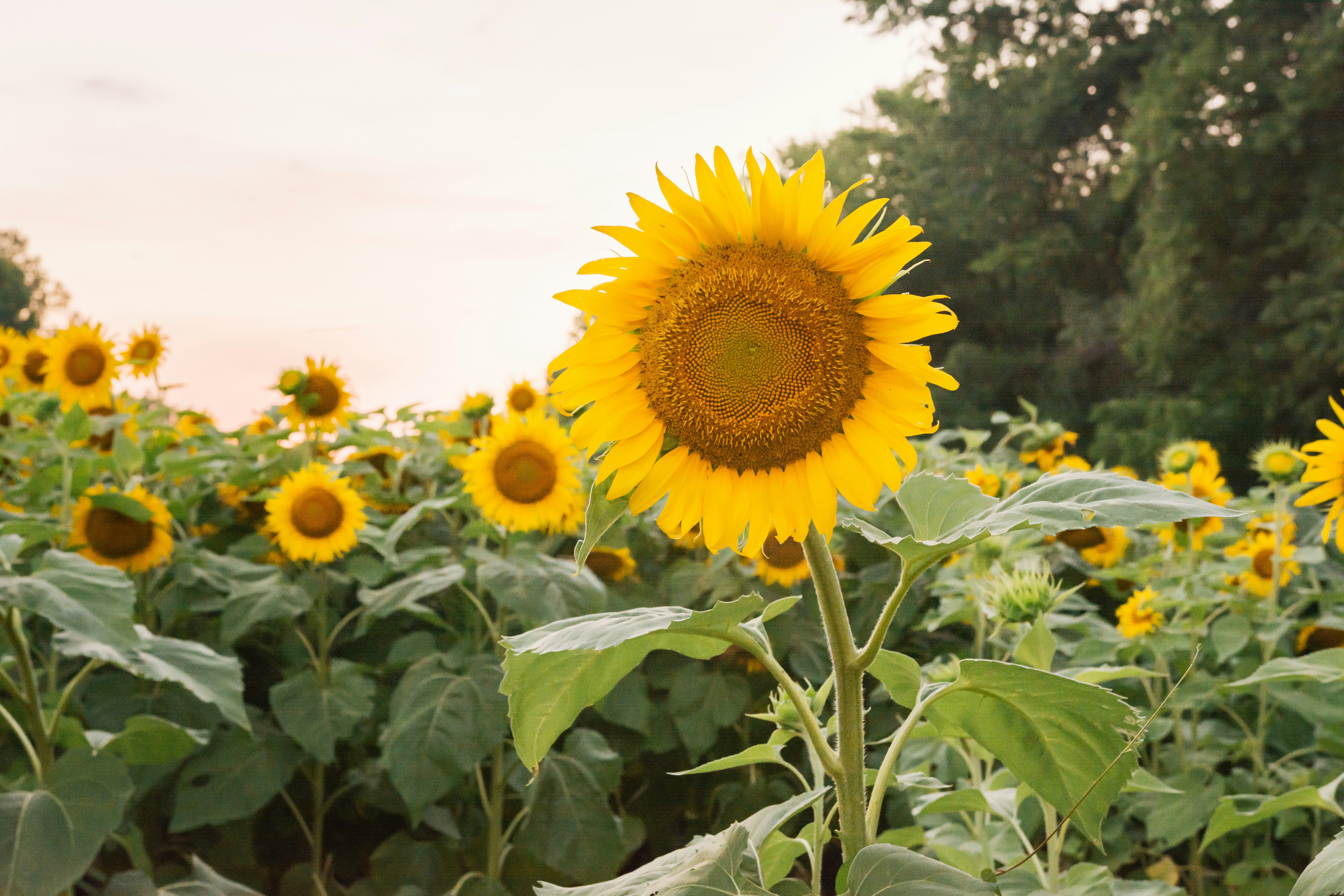 yellow sunflower field during daytime